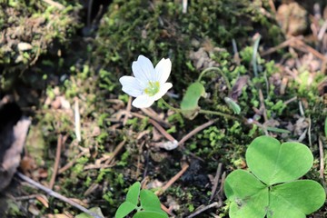 Small forest white delicate flower.