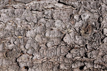 Texture of a tree trunk with holes hollowed out by a woodpecker.