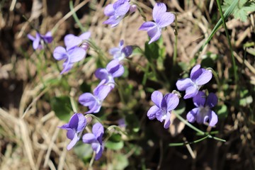 Small forest lilac delicate flowers.