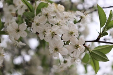 Cherry branch with white flowers.