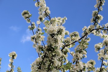 Apple tree branches with white flowers.