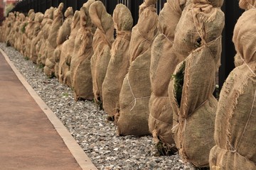 Thuja trees are covered with burlap from the weather.