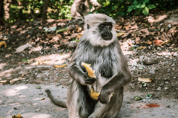 big gray monkey peels and eats a banana and cucumber 8