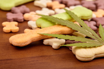 CBD cannabidiol and medical marijuana treat for pets, food delicacy for dogs and cats with a green leaf of hemp close-up. Bone-shaped cookies treat dog biscuits