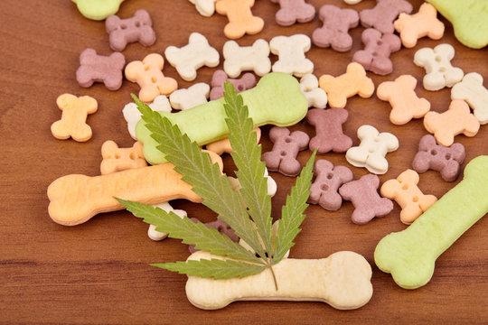 CBD Cannabidiol And Medical Marijuana Treat For Pets, Food Delicacy For Dogs And Cats With A Green Leaf Of Hemp Close-up. Bone-shaped Cookies Treat Dog Biscuits