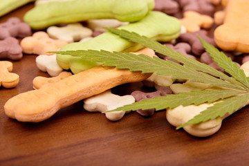CBD cannabidiol and medical marijuana treat for pets, food delicacy for dogs and cats with a green leaf of hemp close-up. Bone-shaped cookies treat dog biscuits