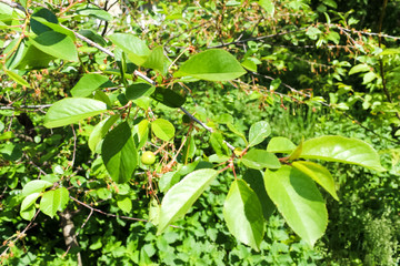 green cherry on a branch
