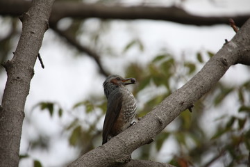 Bulbul holding a nut in its mouth on the branch