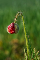 Red blooming poppy surrounded by green grass in a spring meadow.
