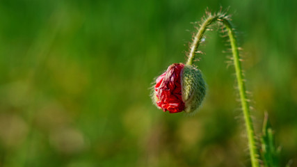 Red blooming poppy surrounded by green grass in a spring meadow.