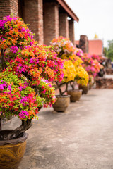 Portrait Of Flowers In Ayutthaya City Of Thailand