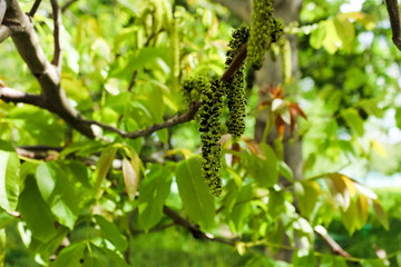 Black walnut (Juglans nigra) buds close up. Walnut blooms, branch with buds on a green background. flower of walnut on the branch. Bloom, health.с