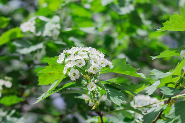 Small white hawthorn flowers bloom in spring