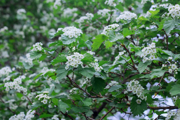 white hawthorn flowers bloom in spring
