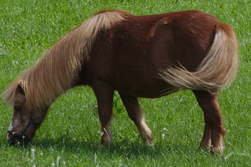 pony eating grass