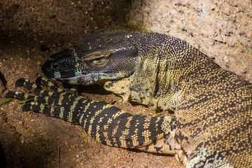 The lace monitor (Varanus varius) is a member of the monitor lizard family native to eastern Australia.
It is considered to be a least-concern species.
