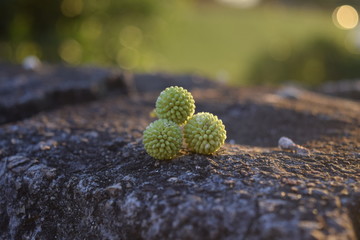 close-up of flower buds on rocks