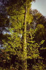 Fototapeta premium Albero nel bosco con colori d'autunno