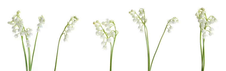  Collage with beautiful lilies of the valley on white background. Banner design © New Africa
