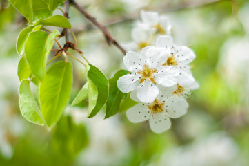 pear-tree blossom