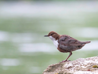 White-throated dipper on stone with greenish calm water in the background