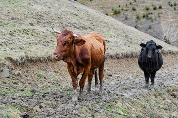 cows in front of spring mountain landscape