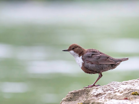 White-throated dipper on stone with greenish calm water in the background