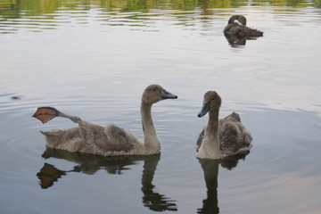 Fototapeta premium Three wild ducks in pond