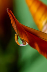 krople wody na płatkach i liściach kwiatów kolorowe makro