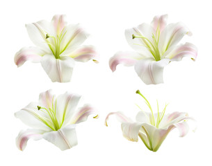 Set of beautiful blooming lilies on white background