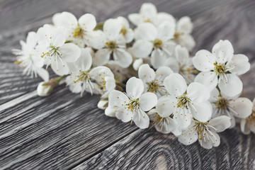 Fototapeta na wymiar Cherry flowers on wooden background. Close up photo of ragile spring flowers on table.