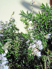 white flower rosemary