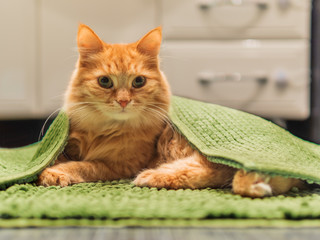 Fototapeta na wymiar Cute ginger cat lying on bathroom floor, covered with green rug. Fluffy funny pet basked in warm room.