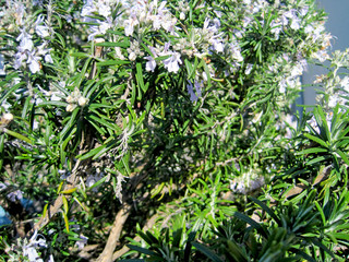 white flower rosemary
