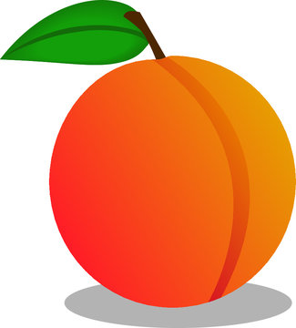 Peach or appricot fruit vector icon