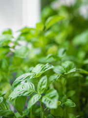 Green seedlings of basil. Close up photo of plants in flower pot. Cultivation of seedlings and herbs on the windowsill.