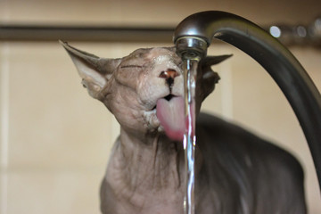 Thirst: Sphinx cat drinks tap water