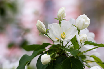 White apple tree flower on a delicate pink background