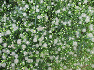 white small flowers on a grass background
