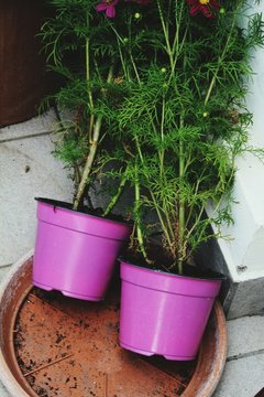 Fallen Potted Plants By Wall