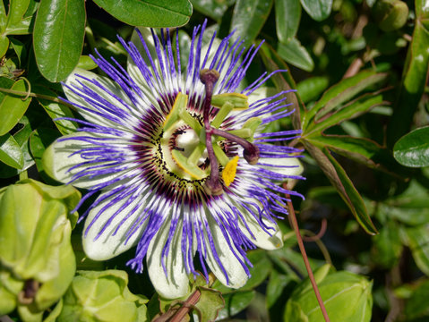 passiflore.  fleurde la passion 