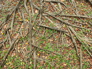 root of tree grow on the ground with autumn leaf