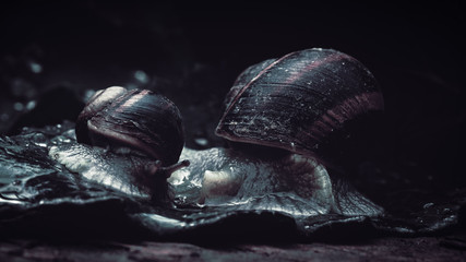 Beautiful spring macro, detailed nature elements