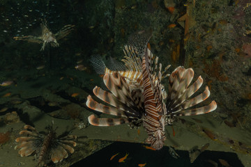 Lion fish in the Red Sea colorful fish, Eilat Israel
