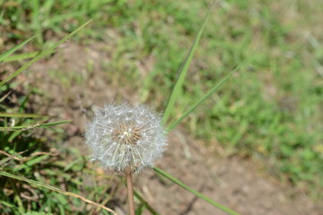 dandelion