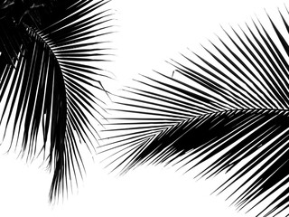 black silhouette palm leaf on white background