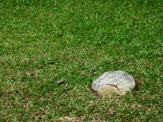 stump on the lawn