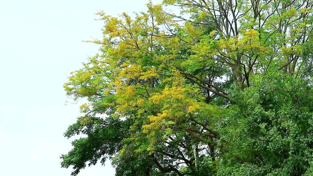 Tooth brush tree, Siamese rough bush yellow flowers is blooming in garden