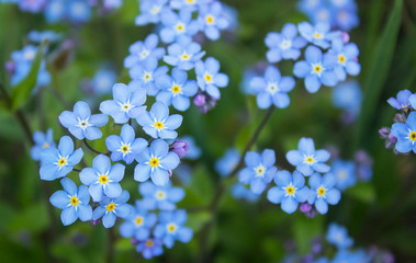 Blue forget me not flowers blooming on green background (Forget-me-nots, Myosotis sylvatica,...