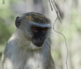 wildlife photo of a Vervet Monkey - Chlorocebus pygerthrus